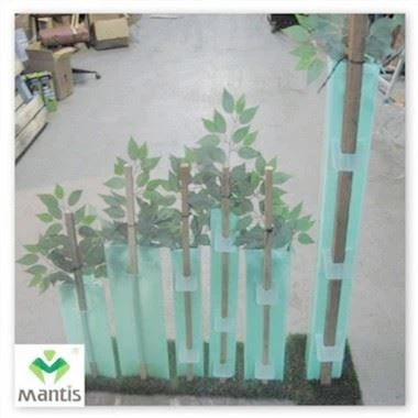 Пазач на квадратното дърво